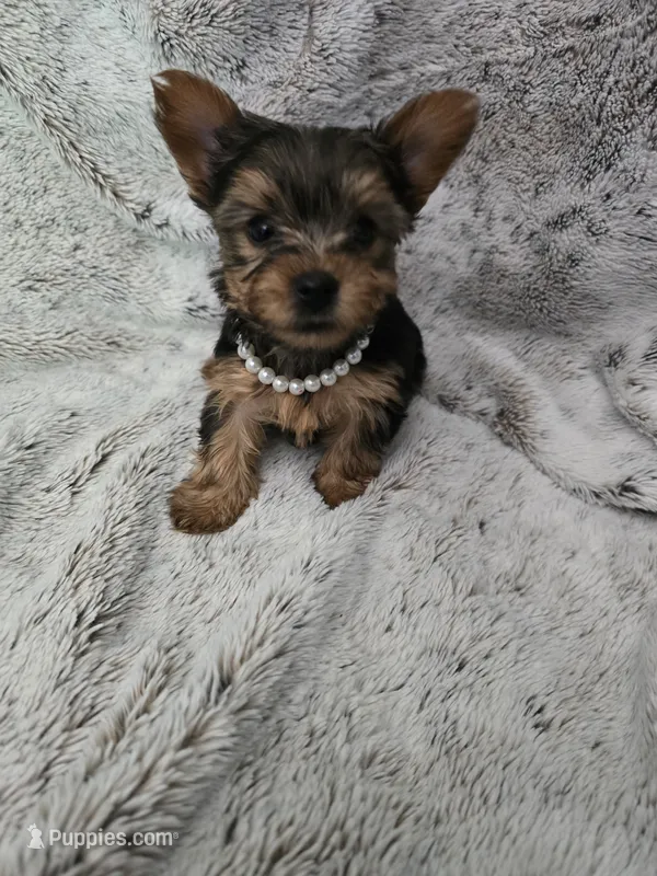 Tiny girl – Yorkshire Terrier puppy for sale in Aurora, CO