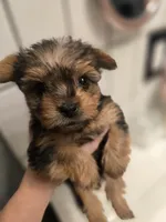 Boy #2, a male Yorkshire Terrier for sale in Aurora, CO – 4 of 7