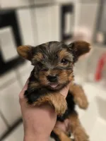 Tiny girl, a female Yorkshire Terrier for sale in Aurora, CO – 7 of 7