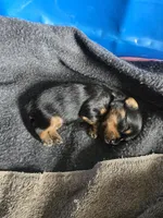Littlest boy, a male Yorkshire Terrier for sale in Aurora, CO – 8 of 8
