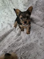 Tiny girl, a female Yorkshire Terrier for sale in Aurora, CO – 4 of 7