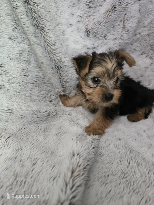 Littlest boy – Yorkshire Terrier puppy for sale in Aurora, CO