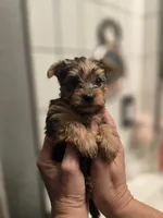 Littlest boy, a male Yorkshire Terrier for sale in Aurora, CO – 4 of 8