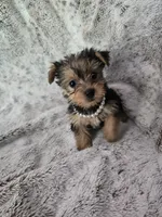 Sweet girl, a female Yorkshire Terrier for sale in Aurora, CO – 2 of 6