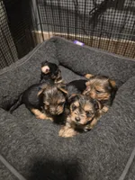 Tiny girl, a female Yorkshire Terrier for sale in Aurora, CO – 6 of 7