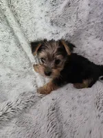 Littlest boy, a male Yorkshire Terrier for sale in Aurora, CO – 2 of 8
