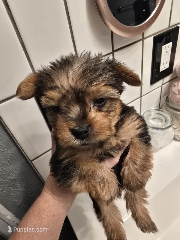 Boy #2 – Yorkshire Terrier puppy for sale in Aurora, CO