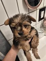 Boy #2, a male Yorkshire Terrier for sale in Aurora, CO – 1 of 7