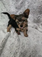 Tiny girl, a female Yorkshire Terrier for sale in Aurora, CO – 5 of 7