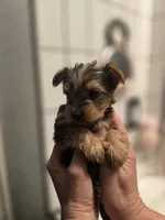 Littlest boy, a male Yorkshire Terrier for sale in Aurora, CO – 5 of 8