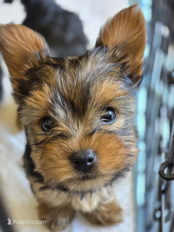 Tiny girl – Yorkshire Terrier puppy for sale in Aurora, CO