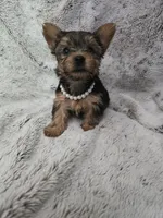 Tiny girl, a female Yorkshire Terrier for sale in Aurora, CO – 3 of 7