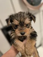 Sweet girl, a female Yorkshire Terrier for sale in Aurora, CO – 6 of 6