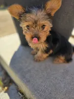 Littlest boy. Toy sized, a male Yorkshire Terrier for sale in Aurora, CO – 2 of 10