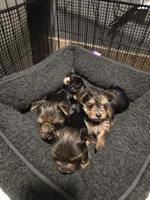 Sweet girl, a female Yorkshire Terrier for sale in Aurora, CO – 5 of 6