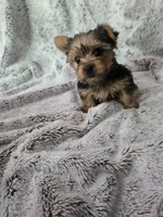 Boy #2, a male Yorkshire Terrier for sale in Aurora, CO – 6 of 7