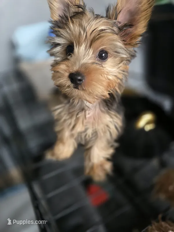 Littlest boy. Toy sized – Yorkshire Terrier puppy for sale in Aurora, CO