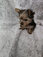 Boy #2, a male Yorkshire Terrier for sale in Aurora, CO – 5 of 7