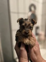 Littlest boy, a male Yorkshire Terrier for sale in Aurora, CO – 6 of 8