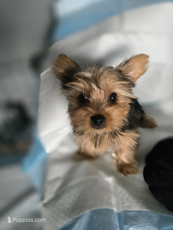Fluffy lil boy – Yorkshire Terrier puppy for sale in Aurora, CO