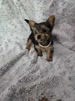 Tiny girl, a female Yorkshire Terrier for sale in Aurora, CO – 2 of 7