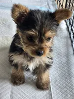 processed/0bd07479-66eb-4df6-9f70-947850093ded/listing/e2c0a794-7d87-4a24-8235-44498b97aaad/86c80163-2792-491c-94e4-4be841c20f69