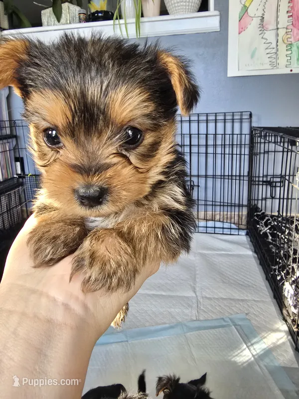 Toy-The littlest boy