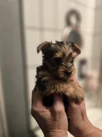 Littlest boy, a male Yorkshire Terrier for sale in Aurora, CO – 7 of 8