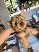 Fluffy lil boy, a male Yorkshire Terrier for sale in Aurora, CO – 2 of 10