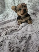 Boy #2, a male Yorkshire Terrier for sale in Aurora, CO – 2 of 7