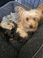 Boy #2, a male Yorkshire Terrier for sale in Aurora, CO – 7 of 7