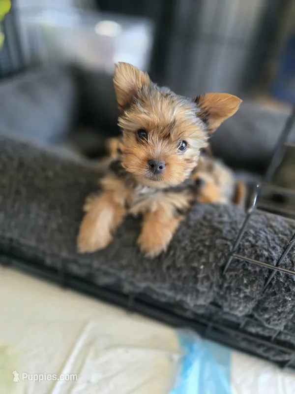 Littlest boy – Yorkshire Terrier puppy for sale in Aurora, CO