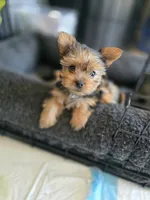 Littlest boy. Toy sized, a male Yorkshire Terrier for sale in Aurora, CO – 1 of 10