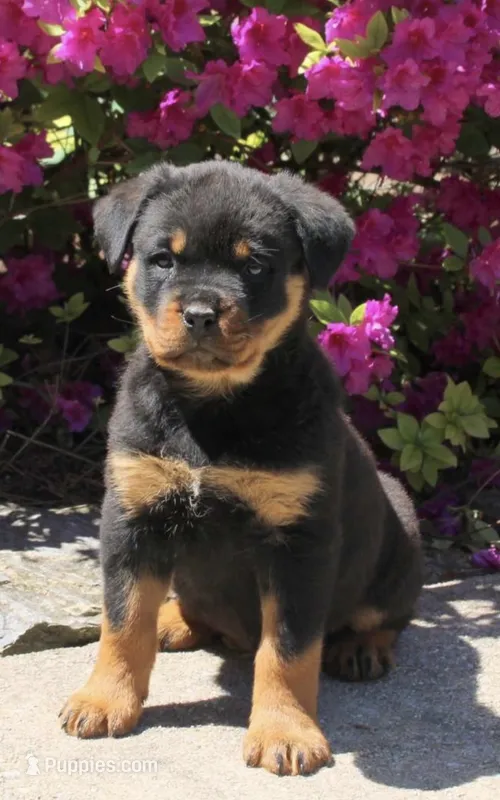 Luna – Rottweiler puppy for sale in Syracuse, NY