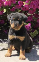 Luna, a female Rottweiler for sale in Syracuse, NY – 1 of 4