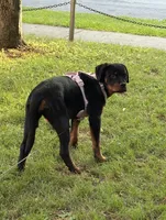 Luna, a female Rottweiler for sale in Syracuse, NY – 4 of 4
