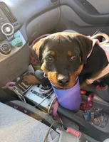 Luna, a female Rottweiler for sale in Syracuse, NY – 3 of 4