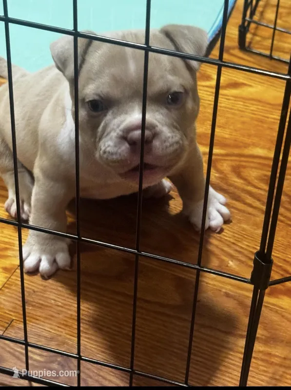 Pup 1 – American Bully puppy for sale in Chicago, IL