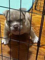 Pup 1, a male American Bully for sale in Chicago, IL – Photo 4 of 4