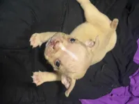 CRIPT, a male American Bully for sale in Chicago, IL – Photo 2 of 5