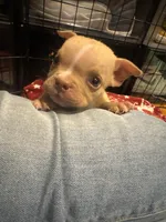 CRIPT, a male American Bully for sale in Chicago, IL – Photo 1 of 5