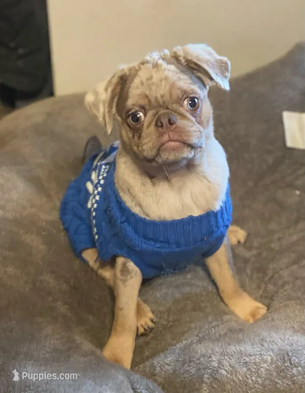 Tank - Lilac Merle boy