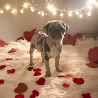 Twila - Lilac Merle girl, a female Pug for sale in Onalaska, WA – Photo 5 of 10