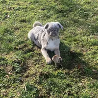 Twila - Lilac Merle girl, a female Pug for sale in Onalaska, WA – Photo 7 of 10