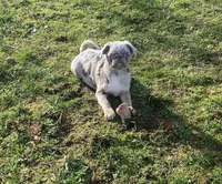 Twila - Lilac Merle girl, a female Pug for sale in Onalaska, WA – Photo 6 of 9