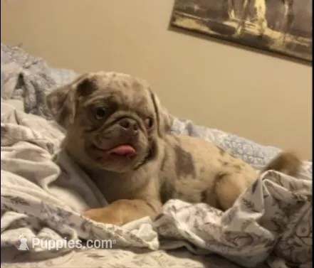 Twila - Lilac Merle girl