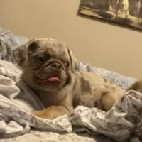 Twila - Lilac Merle girl, a female Pug for sale in Onalaska, WA – Photo 1 of 10