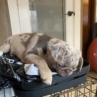 Twila - Lilac Merle girl, a female Pug for sale in Onalaska, WA – Photo 10 of 10