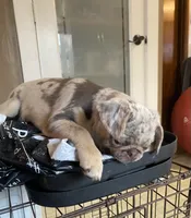 Twila - Lilac Merle girl, a female Pug for sale in Onalaska, WA – Photo 9 of 9