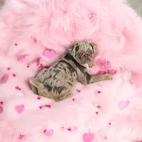 Twila - Lilac Merle girl, a female Pug for sale in Onalaska, WA – Photo 5 of 9